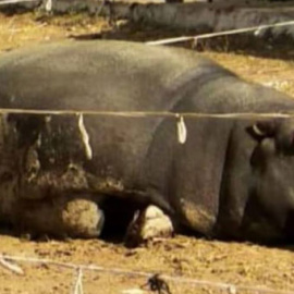 Los animalistas denuncian que el hipopótamo del circo sufre bajo el sol "de forma continuada, sin sombra". / FEGRAPA