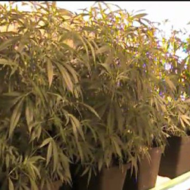 La Policía Nacional desmantela un laboratorio-invernadero de marihuana en un local comercial de Valencia