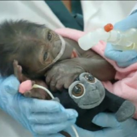 Una bebé gorila nacida por cesárea se recupera felizmente en el zoo de San Diego