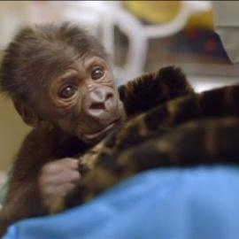 El bebé gorila de San Diego se recupera de la neumonía