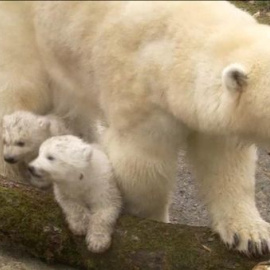 Primera aparición pública de los dos osos polares gemelos de Munich