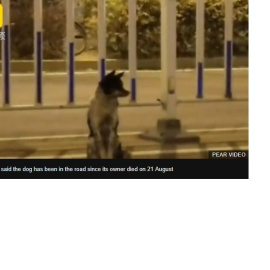 La historia de este perro se ha hecho viral en las redes sociales