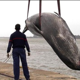 Aparece una ballena muerta varada en la ría de Huelva