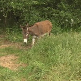 Burros contra incendios 
