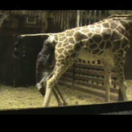 Uno más en la familia del Zoo Aquarium de Madrid 