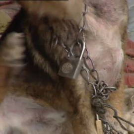 Condenado a seis meses de cárcel por maltrato animal