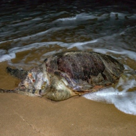  Tortuga muerta. Foto de Edu Domínguez