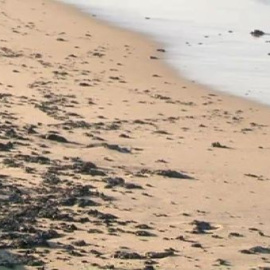 Un vertido de fuel obliga a cerrar varias playas de Valencia 