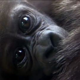 Nacen dos bebés gorila en el zoo de Nueva York