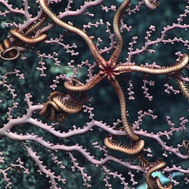 La firma Rosie Chambers (NOOA) . Criatura de las profundidades marinas en zonas destinadas a la extracción minera