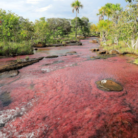  Fotografía del 29 de septiembre de 2021 que muestra a un grupo de visitantes que recorre un rio lleno algas acuáticas llamadas "macarenias" -Rhyncholacis clavigera- que le dan un color rosado a las aguas, en zona rural de San José de Guaviare (Colombi