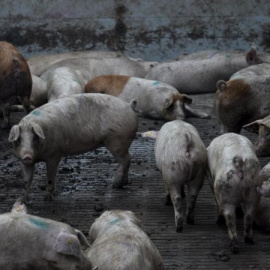  Imagen de archivo de una granja porcina.- AFP