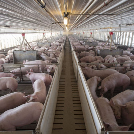  Foto de archivo de una granja de cerdos. (EFE)