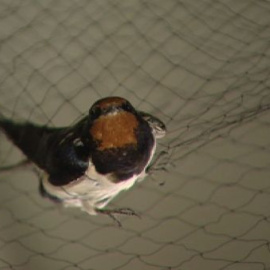 España pierde un millón de golondrinas cada año 