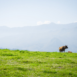  Imagen de archivo. Toro en la pradera.- Pixabay
