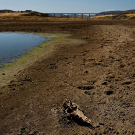 El cráneo de una oveja yace en suelo seco durante la severa sequía registrada en el embalse de Cijarra, en Villarta de los Montes, España, el 6 de agosto de 2022. -Susana Vera / REUTERS
