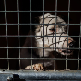  Un perro en una jaula en la protectora animal ALBA, a 2 de febrero de 2023, en Camarma de Esteruelas, Madrid (España).- EUROPA PRESS