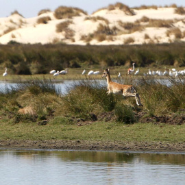  Imagen de archivo de la laguna de Santa Olalla, en pleno corazón de Doñana. EFE/Eduardo Abad