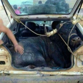 España en pleno siglo XXI. El maltrato festivo a los toros llega cada verano en forma de abusos, crueldad y muerte. Observen la mirada del toro, indefenso ante los quintos de turno. ¿Hasta cuándo? / Observatorio de Justicia y Defensa Animal