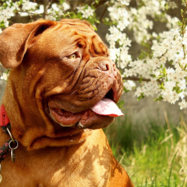 Un perro de la raza dogo de Burdeos.