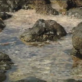 Las medusas se adueñan de las playas canarias