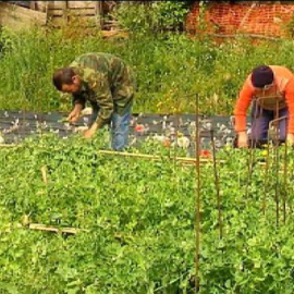 La Iglesia cede unos terrenos a Cáritas en Vilagarcía para que la trabaje gente sin recursos