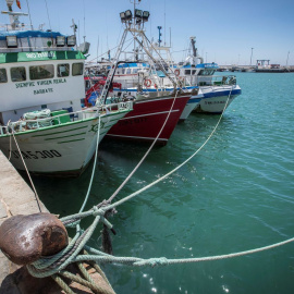 Pesqueros amarrados en el puerto de Barbate (Cádiz) | EFE/Archivo