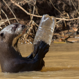 Una nutria gigante juega con una botella de plástico en Australia. WWF