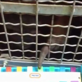 Animales que tocan el piano en un zoo de Washington