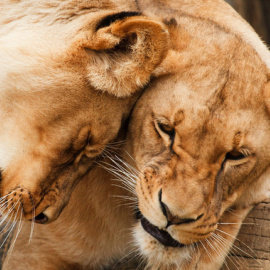 La ciencia proporciona evidencias convincentes de que, al menos algunos animales, probablemente sienten una gama completa de emociones como el amor, el placer o la compasión / Pixabay