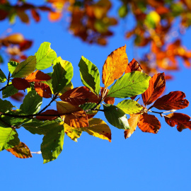 Imagen de un árbol en otoño
