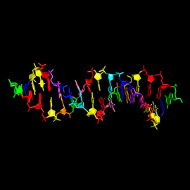 Estructura del nuevo ADN sintético, que añade cuatro compuestos químicos a los cuatro normales, representados en verde, rojo, azul y amarillo./ INDIANA UNIVERSITY SCHOOL OF MEDICINE