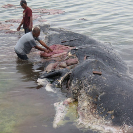 Dos personas retiran trozos de plástico del estómago de una ballena en el Parque Nacional Marino de Wakatobi (Indonesia).- REUTERS