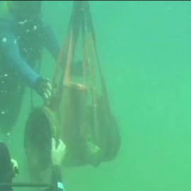 La guardia civil intensifica la vigilancia para evitar expolios subacuáticos