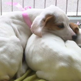 España es el país de Europa que más abandona a sus mascotas