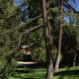 El Ayuntamiento investiga por qué caen árboles en el Parque del Retiro de Madrid