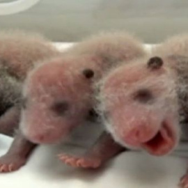 Primeros trillizos de oso panda que sobreviven al parto