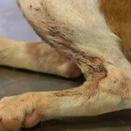 Roban doce perros para utilizarlos para peleas