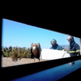 Un buitre es rescatado por bomberos 