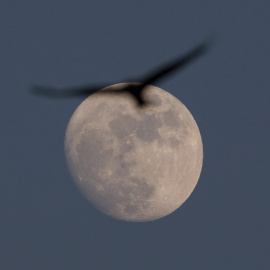 Un milano real pasa por delante de la luna. REUTERS/Amir Cohen