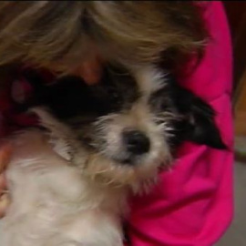 Un hombre tira a una perra preñada por encima de la valla de un refugio animal de Cambados