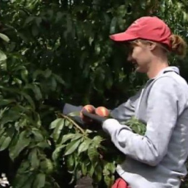 Los agricultores lamentan un descenso en los precios de sus cultivos