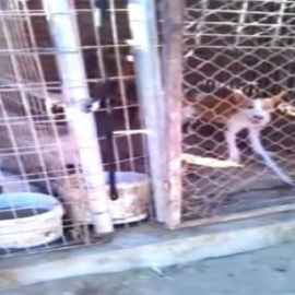 Rescatan a 50 perros en una finca de Villa del Prado (Madrid)