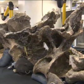 Descubierto el esqueleto de un dinosaurio gigante en la Patagonia argentina