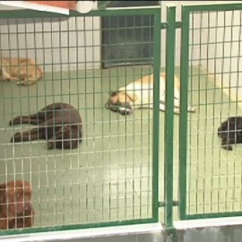 La Protectora de Guipúzcoa hace un llamamiento urgente a la adopción de perros
