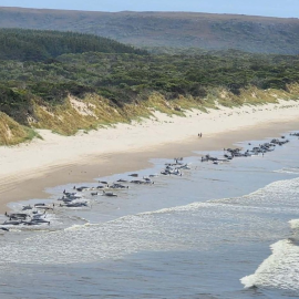 Alrededor de 200 ballenas muertas en la bahía de Macquerie (Tasmania, Australia)