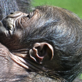 La cría nació este jueves y el parto se desarrolló con normalidad. / BIOPARC
