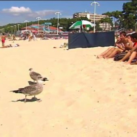 Ingenio para espantar las gaviotas