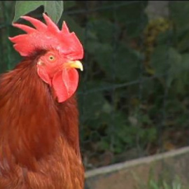 El gallo que quería ser un perro