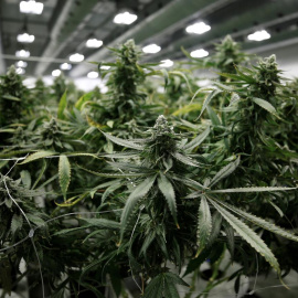 Plantas de marihuana en una plantación de Canopy Growthen  Ontario (Canada). REUTERS
